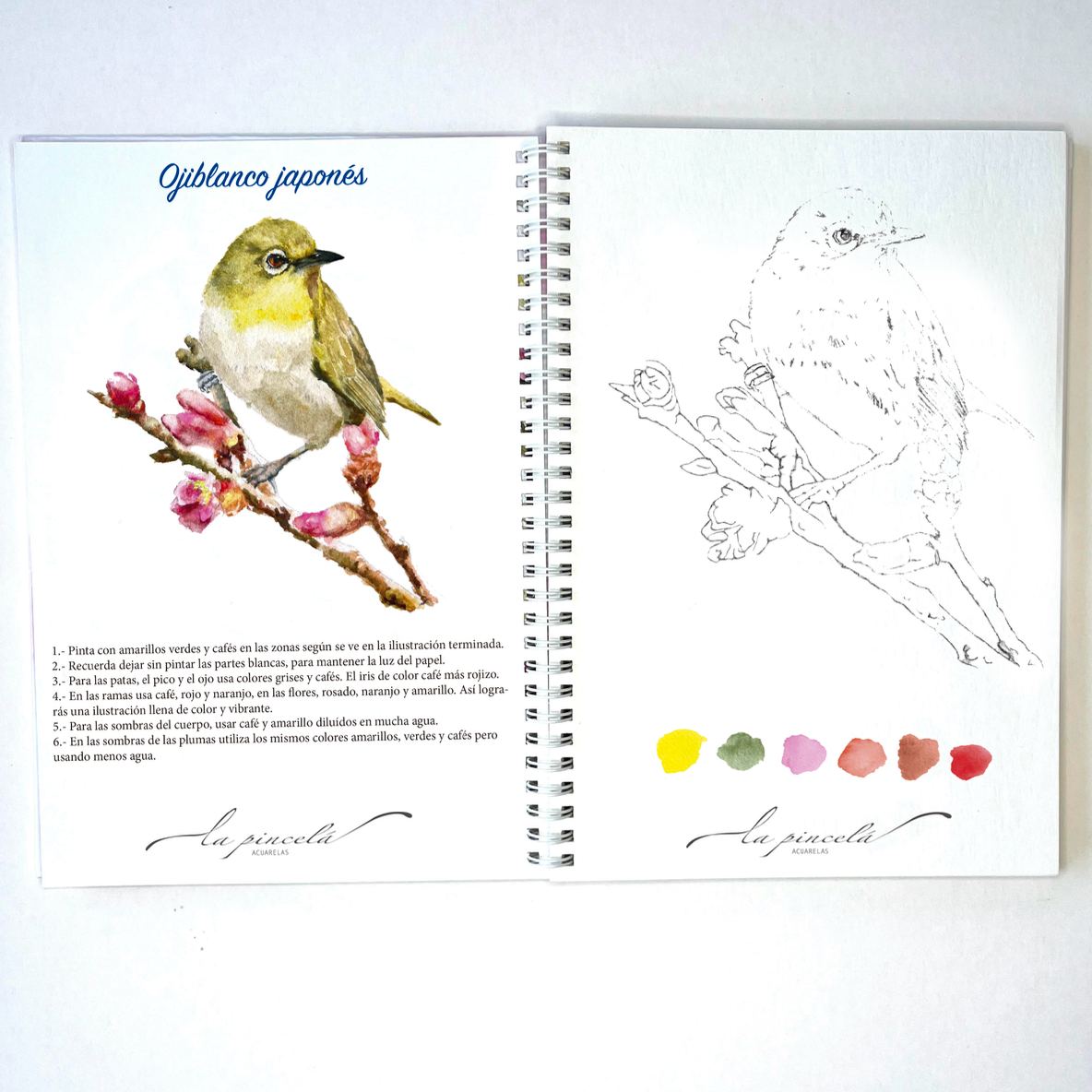 Aves – Libro de acuarela para pintar paso a paso - PREVENTA ABIERTA!